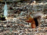 squir8022.jpg