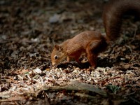 squir8052.jpg