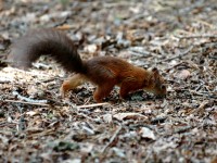 squir8057.jpg