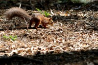 squir8064.jpg
