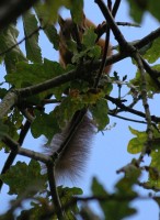 squir8069.jpg