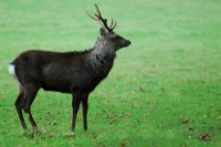 stag_9079.JPG