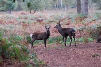 stags_9125.JPG
