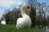 Filename=swan1~0.jpg
Filesize=82KB
Dimensions=800x532
Date added=Apr 12, 2005 swan1~0.jpg
