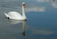 Filename=swan2.jpg
Filesize=30KB
Dimensions=800x551
Date added=12.Apr 2005 swan2.jpg