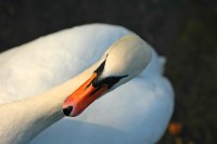 Filename=swan2276.jpg
Filesize=124KB
Dimensions=1024x681
Date added=15.Dec 2005 swan2276.jpg