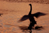 Filename=swan2483.jpg
Filesize=221KB
Dimensions=1024x681
Date added=15.Dec 2005 swan2483.jpg