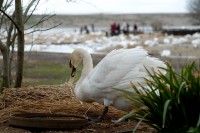 swan_1024_6385.JPG