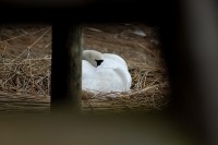 swan_1024_6435.JPG