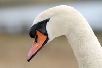 swan_1024_6509.JPG