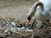swan_6470.JPG