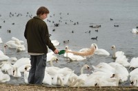 swan_master_1024_6667.JPG
