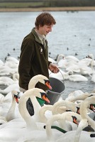 Filename=swan_master_600_6605.JPG
Filesize=88KB
Dimensions=402x600
Date added=20.Apr 2006 swan_master_600_6605.JPG