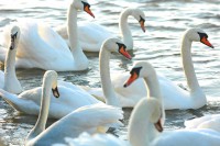 swans2259.jpg