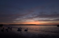 swans2534.jpg