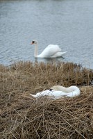 swans_600_6475.JPG