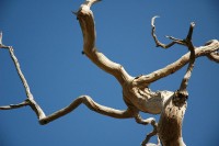 tree.jpg