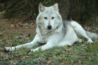 Filename=wolf8436.jpg
Filesize=208KB
Dimensions=1024x681
Date added=Sep 24, 2005 wolf8436.jpg