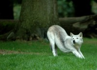 Filename=wolf8441.jpg
Filesize=139KB
Dimensions=1024x733
Date added=24.Sep 2005 wolf8441.jpg